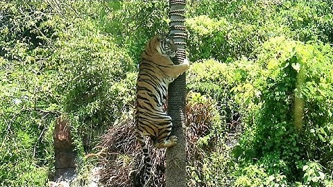 Pertunjukkan Harimau di Kebun Binatang Bali
