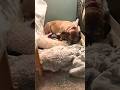 French bulldog plays with english mastiffs ear puppy adorable love