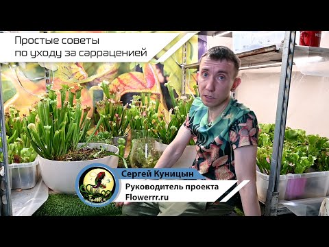 Простые советы по уходу за сарраценией 🌱