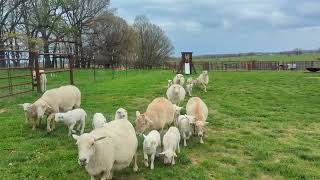 Gabby 4/9/24 Moving Ewes and lambs