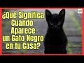 💘 ¿QUE SIGNIFICA CUANDO APARECE UN GATO NEGRO EN TU CASA? 💘