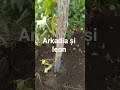 din nou viță de vie două soiuri. merită prețul?