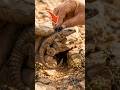 🦎 Armadillo Lizard POV | Micro Camera Exploring a Hidden Rock Burrow #shorts #trending #viral