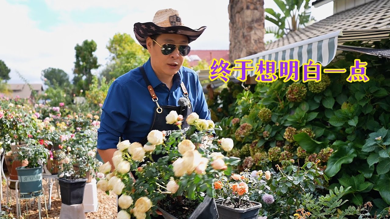 都说台湾不适合种玫瑰，加百列大天使和路西法在台湾确很流行！适合台湾和适合温哥华的大不同 园艺篇693