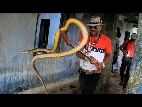  || भारत देश का सबसे तेज दौड़ने वाला सांप non venomous Indian Rat Snake ||