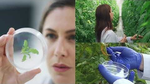 New Genomic Techniques NGTs – Where Agriculture Meets Innovation