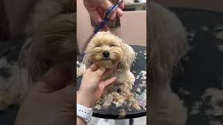 MALTIPOO FULL FACELIFT VIDEO AND GROOMING #cutedog #dog #puppy #shortsvideo #care