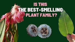 Learn to Identify Plants | Myrtaceae (Myrtle Family), the 