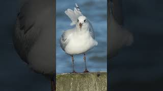 Mediterranean Gull landing + take  off  #birds #wildlife #nature #wildlifefilm