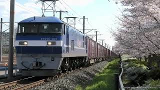 《JR貨物》 桃太郎クマイチくんことEF210 901号機牽引の貨物列車 桜並木の横を通ります（R4.4.4）