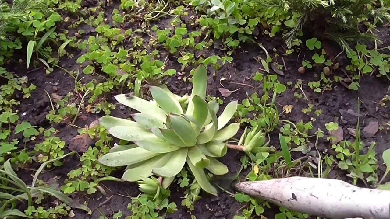 Поздняя пересадка дерна. Как пересадить каменную. Почва для каменного цветка в горшке. Эхеверия черенки. Молодило.