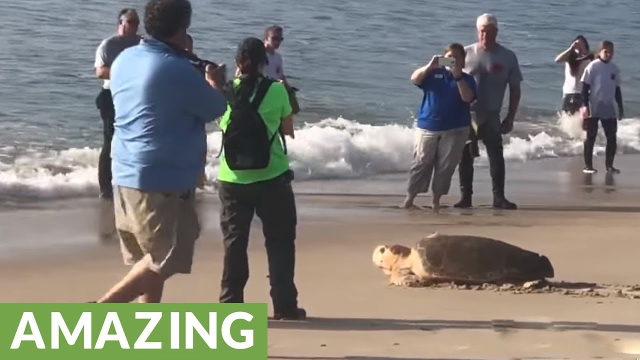 Rescued sea turtle released back to the ocean - YouTube