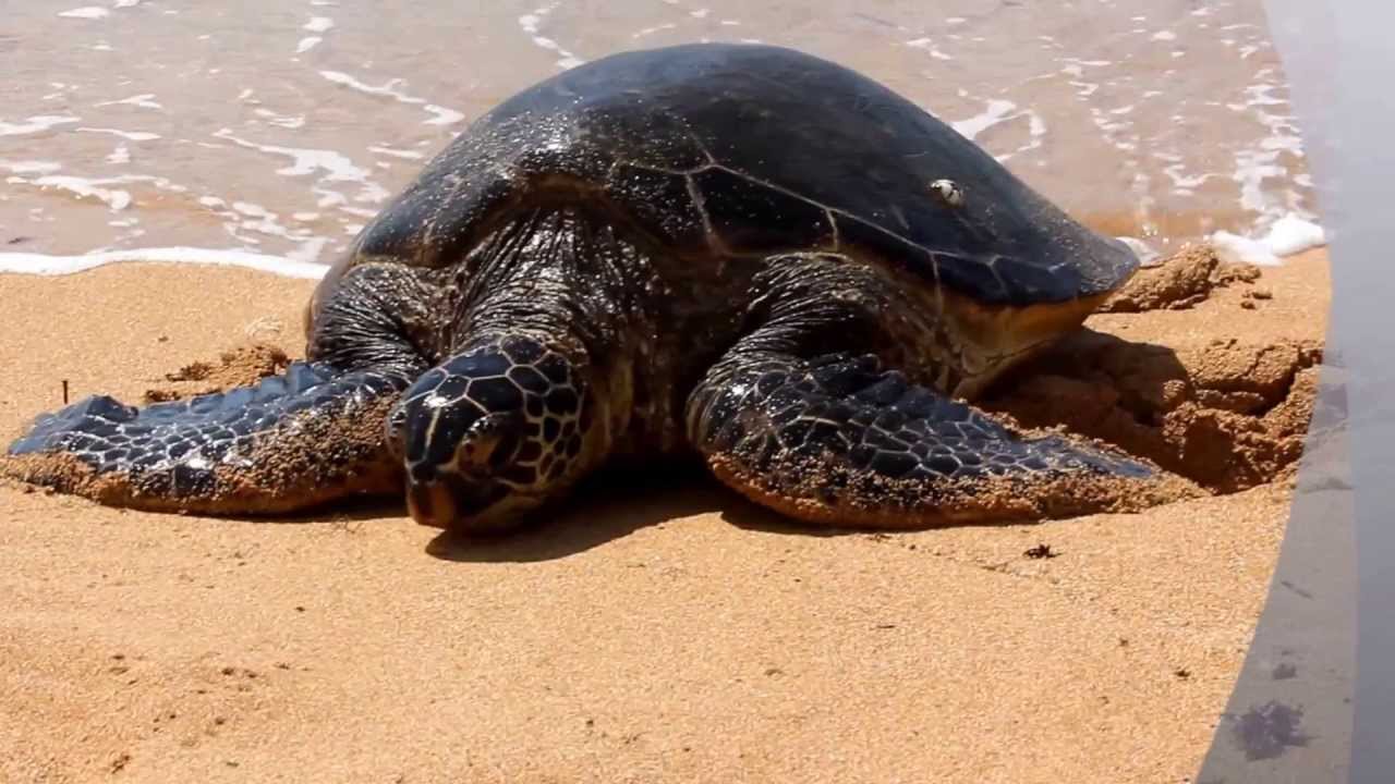 hawaii turtle tours photos