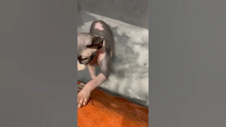 Video 11450941: sphynx cat bath, sphynx cat meets, sphynx cat love, adorable sphynx cat, hairless cat, cute hairless cat