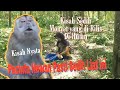 Kisah sedih Monyet peliharaan yang di Release ke hutan