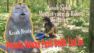 Sad story of a pet monkey that was released into the forest