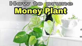 EP39: मनी प्लांट की प्रूनिंग || DIY || How to prune money plant or pothos