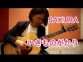 SAKURA - いきものがかり (アコギ ソロギター Cover)