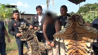 Penangkapan Pedagang Kulit Harimau yang Dijual Senilai 200 Juta - 86