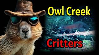 Owl Creek Critters