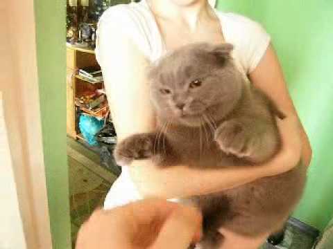 Ютуб злой кот