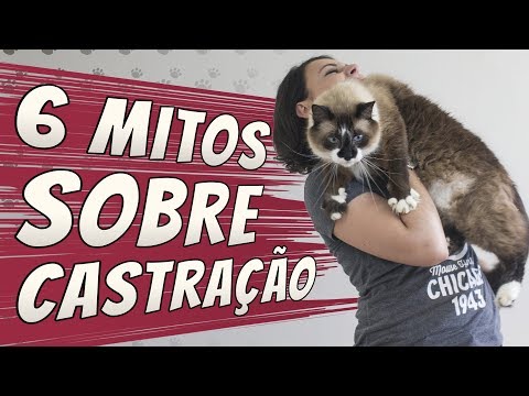 Vídeo: A castração de um gato é cruel?