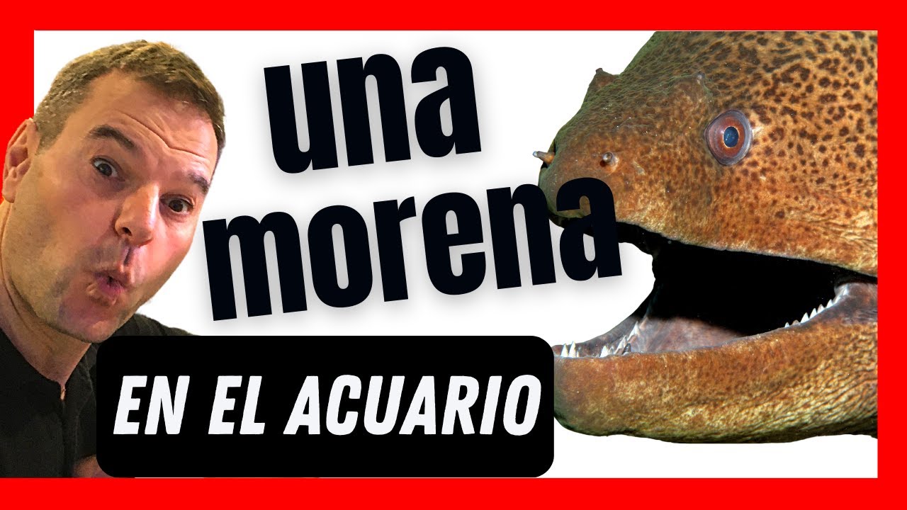 ¡Sorprendentes! Así son las morenas 🐠