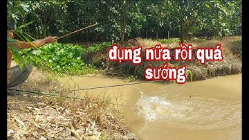 Câu cá rô phi,tiếp tục săn cá lớn ở vườn kiểng lâu năm | vui miền tây vlog