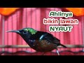Suara Kolibri Ninja Memanggil Lawan Ampuh Untuk Pancingan Konin Bakalan Biar Gacor Mp3 - Mp4 Download