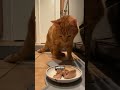 Do Cats Get Lonely When You’re Not Home 🐾😿❤️ #catbehavior