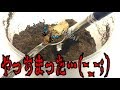 【クワガタ＆カブトムシ　やばい、蛹室壊しちゃった…新しい仲間いただきました！】（くろねこチャンネル）
