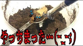 クワガタ カブトムシ やばい 蛹室壊しちゃった 新しい仲間いただきました くろねこチャンネル Youtube クワガタ カブトムシ やばい 蛹室壊しちゃった 新しい仲間いただきました くろねこチャンネル Youtube