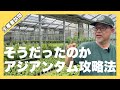 生産者訪問【武農園】アジアンタムの育て方/2000坪のハウスで約300品種から厳選60アイテム紹介《生産者が伝授》