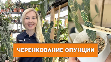 Кактус Опунция – размножение черенкованием