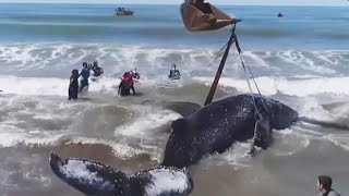 When an enormous humpback whale washed up on a beach in argentina,
humans came to the rescue. about 30 people worked for 28 hours return
...