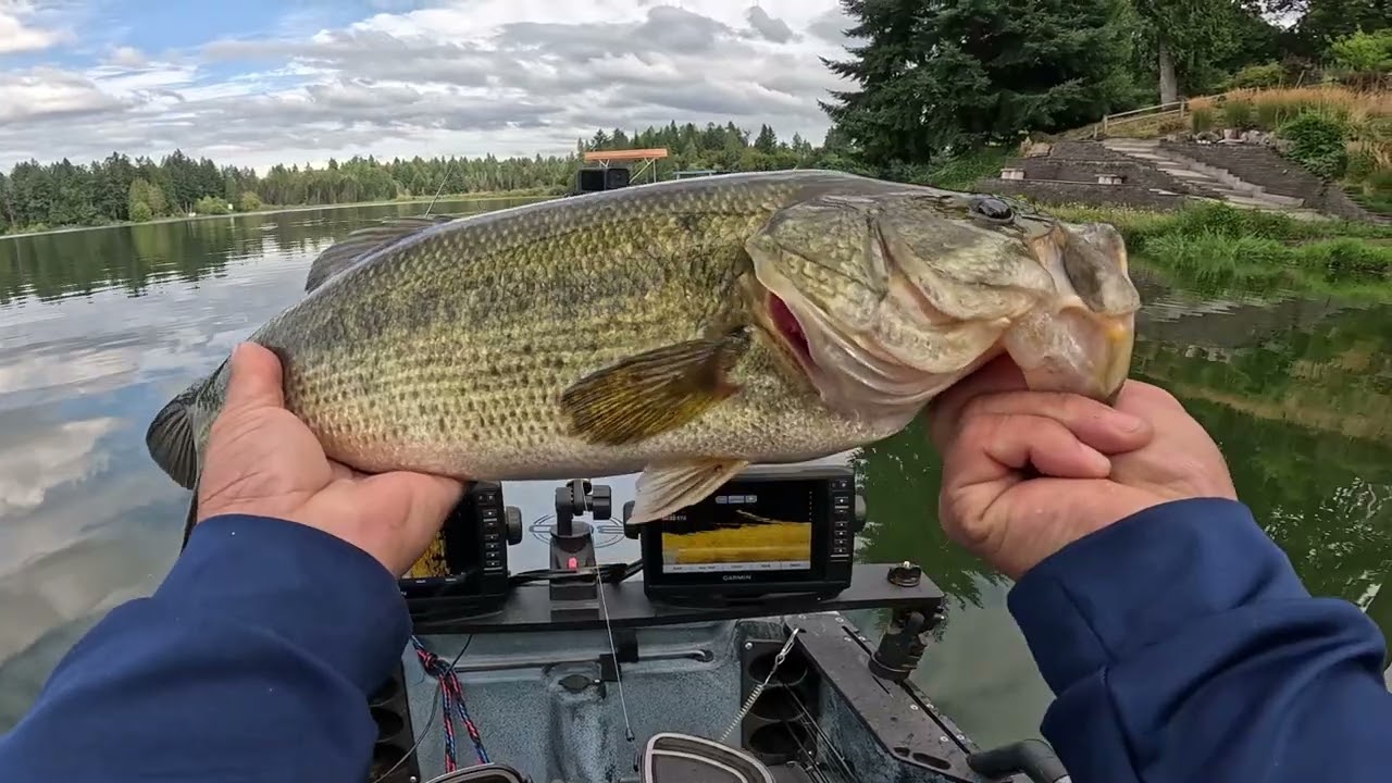 Big Largemouth Bass