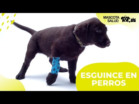 Video: Cómo hacer una piel de gato suave y brillante (con imágenes)