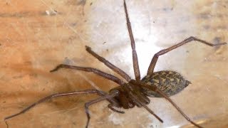 Katniki Budują Sieć Tegenaria Duellica