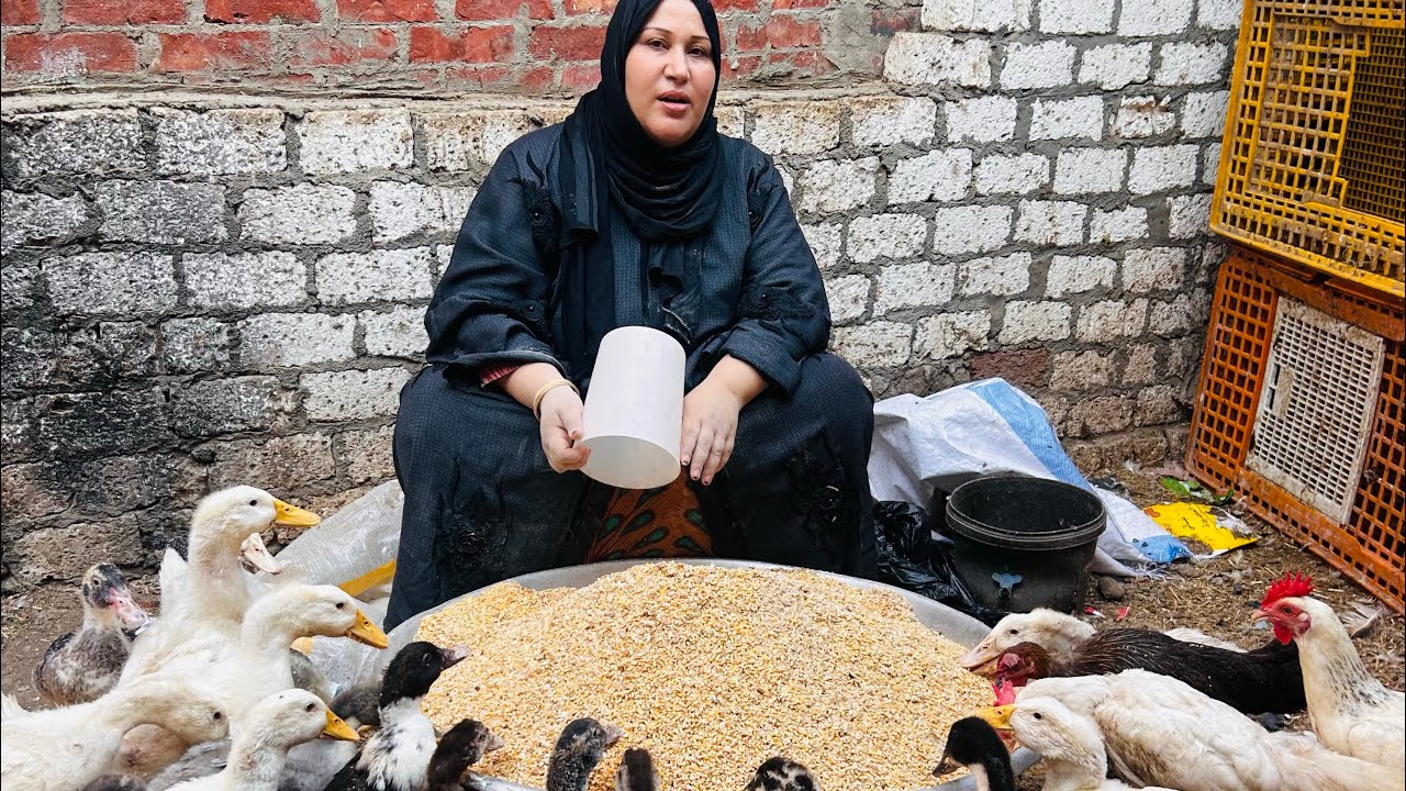 أقوى خلطة علف لجميع أنواع الطيور  علف البط بكل سهولة وباارخص الاسعار