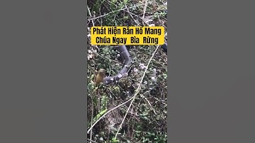 Phát Hiện Rắn Hổ Mang Chúa Ngay Bìa Rừng #animals #hắccôngtử #độngvậthoangdã #snake