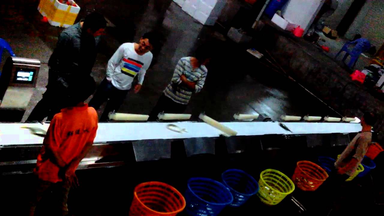 Weight sorting machine for fish