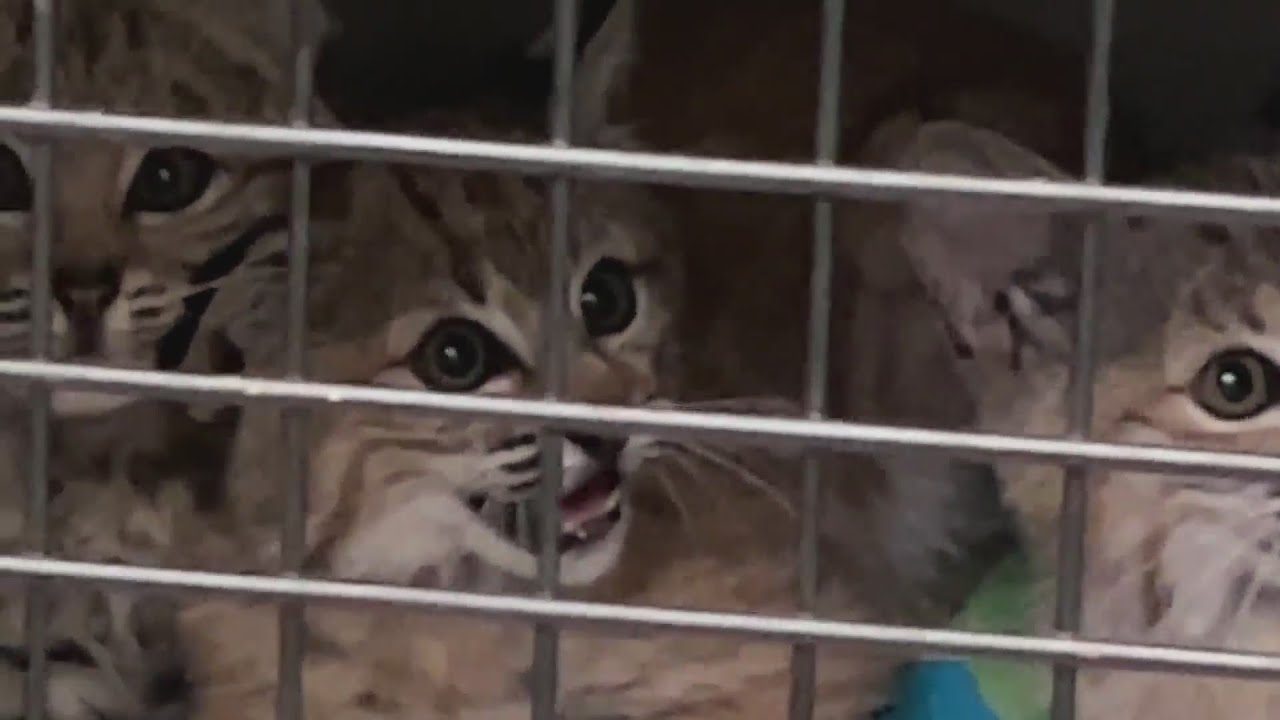 Bobcat kittens rescued in Louisville - YouTube
