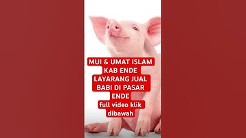 MUI kabupaten Ende NTT larang penjualan daging babi di pasar