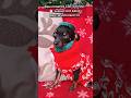 Вам попался Санта Клаус 🎅 значит все ваши мечты исполнятся 🤍#санта #рождество #украшения #тойтерьер