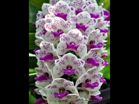 Video: Succinic Acid Rau Orchids: Yuav Ua Li Cas Dilute Thiab Siv Cov Ntsiav Tshuaj Succinic Acid? Yuav Ua Li Cas Kom Dej Zoo Rau Lub Orchid?