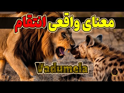 شیرهایی که به حیات وحش آفریقا غرور بخشیدند