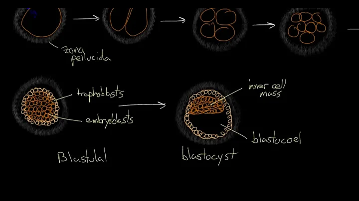 Early embryogenesis   Cleavage, blastulation, gastrulation, and neurulation   YouTubevia torchbrowse