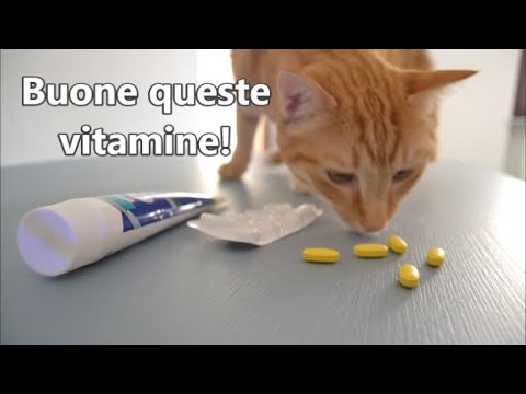 Video: Sintomi Del Veleno Antigelo - Gatti