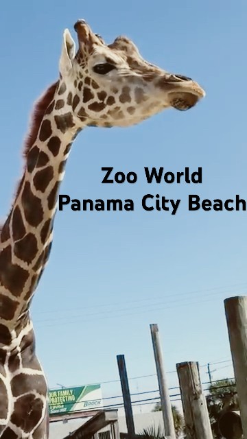 A cajun christmas pdf