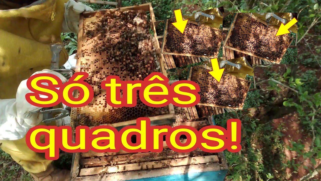 Multiplique seus enxames com favos velhos!☝️